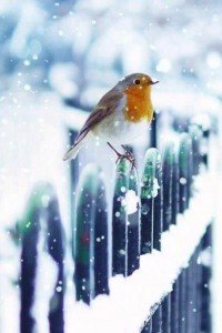 Winter Pictures That Will Take Your Breath Away