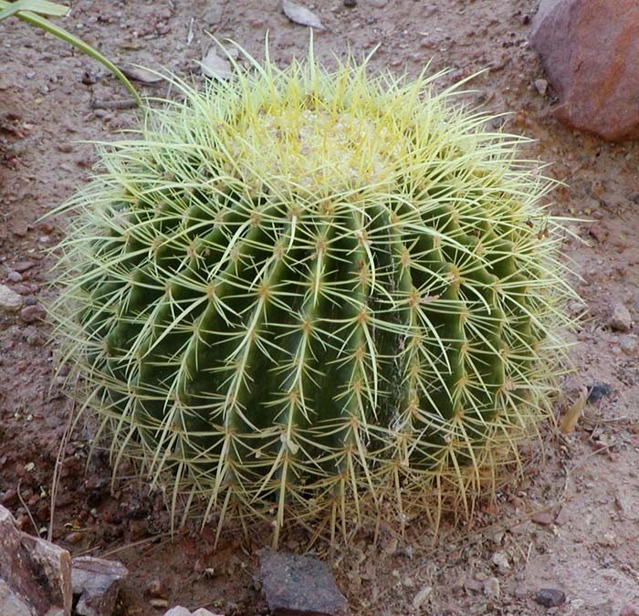 The Most Beautiful Plants That Lives Only In The Desert ...