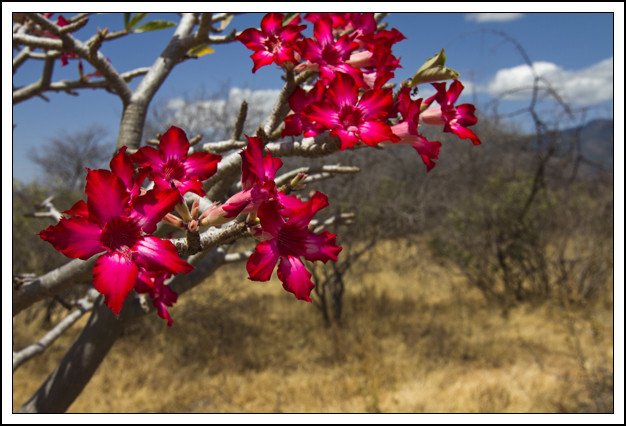 plants of particular region