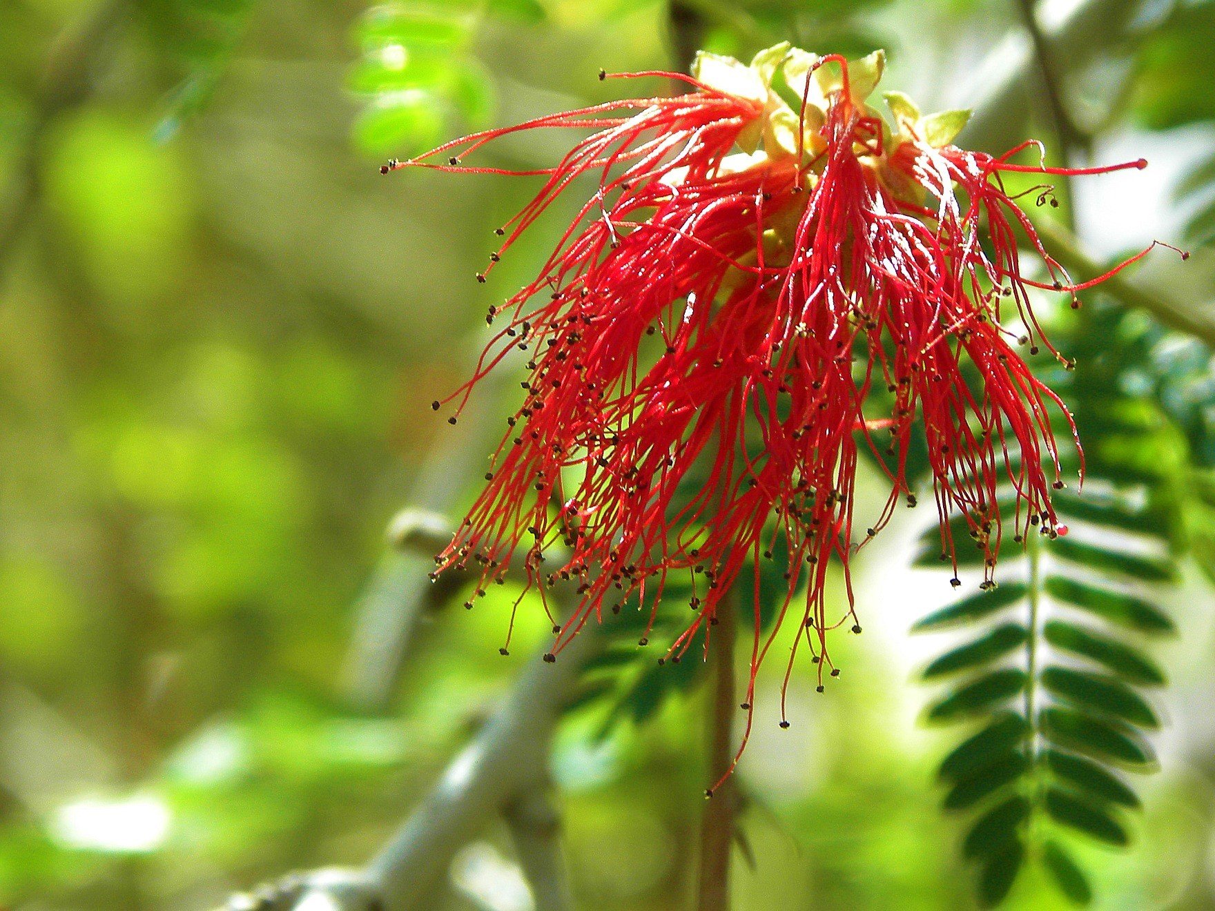 beautiful desert plants with names