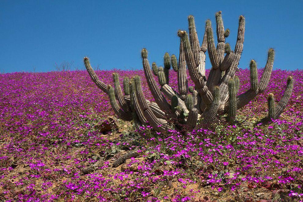 desert plants for front yard