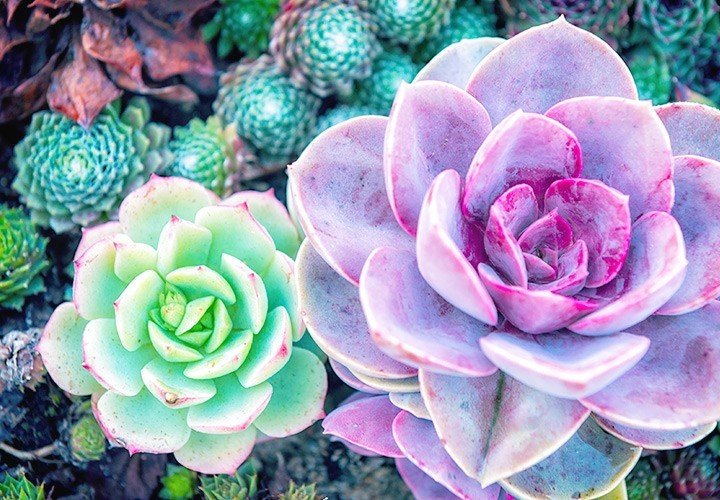 prettiest indoor succulents