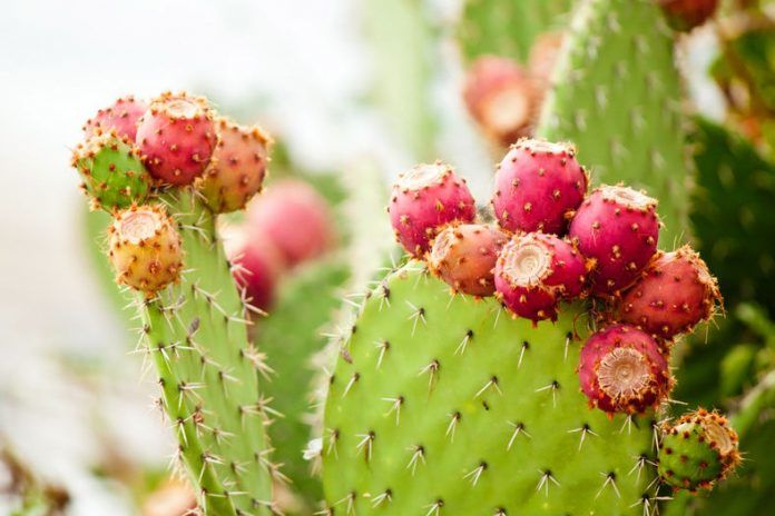 most beautiful desert plants