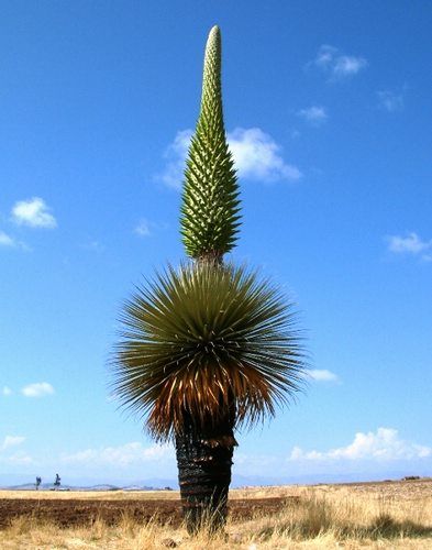 best desert plants for pots