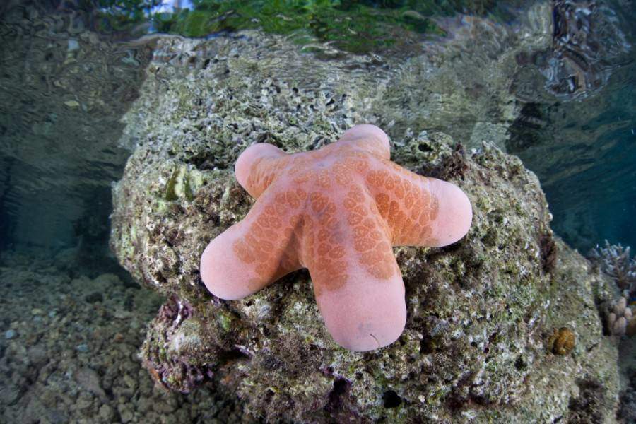 beautiful starfish