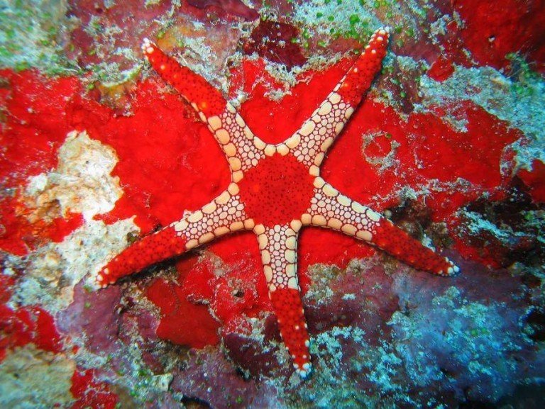 Interesting Facts About Pretty Starfish - World inside pictures