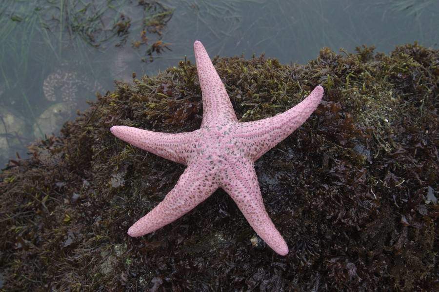 pink starfish