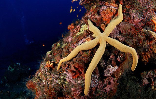 snake starfish
