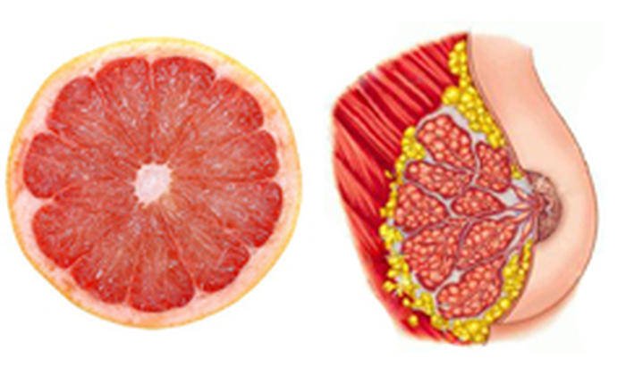 fruits and organs