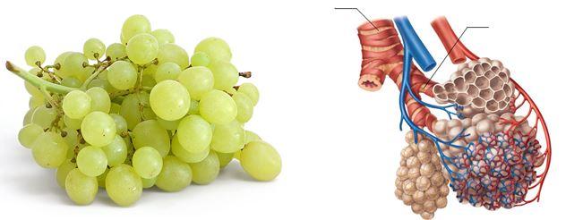 fruit that resembles body organs