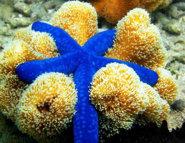 pretty starfish pictures