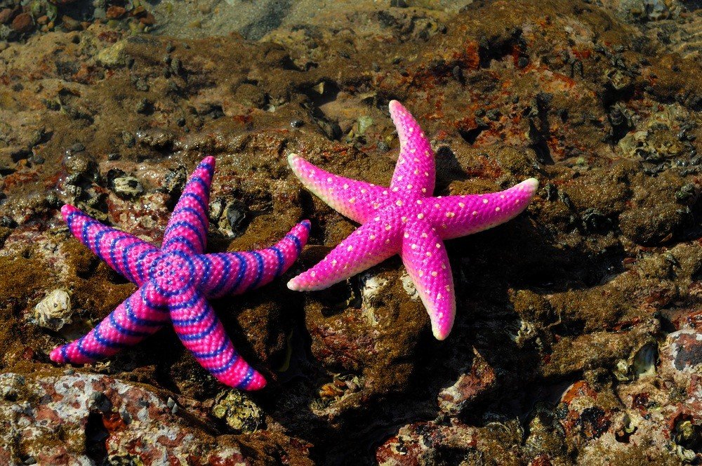 Starfish Beautiful Sea Creatures Ocean Creatures Ocea - vrogue.co