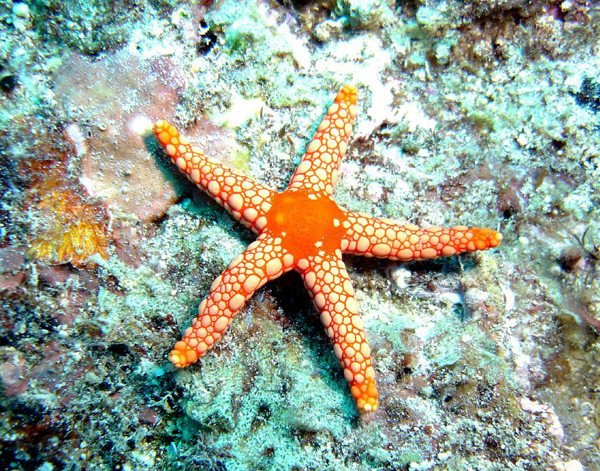 orange starfish