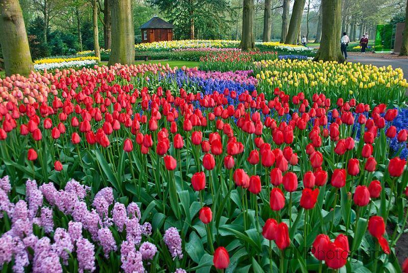 Five Most Beautiful Floral Gardens In The World To Visit Now - World 