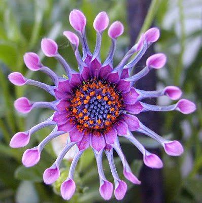 Top 10 Rarest and Unusual Flowers In The World - World inside pictures