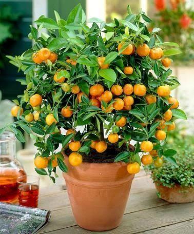 Dwarf Fruit Trees To Grow In Your Garden Or On Your Balcony - World