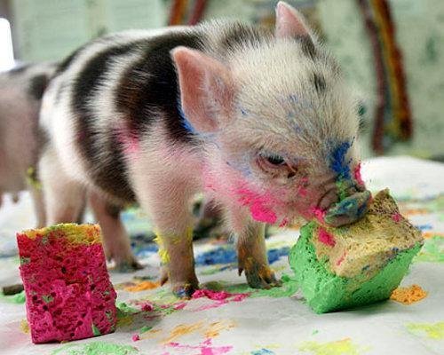 pigs painting