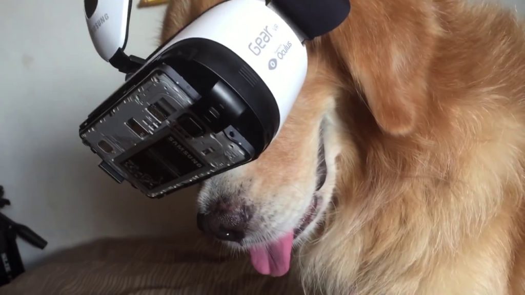 vr for animals