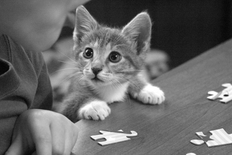 How to Save a Choking Cat World inside pictures