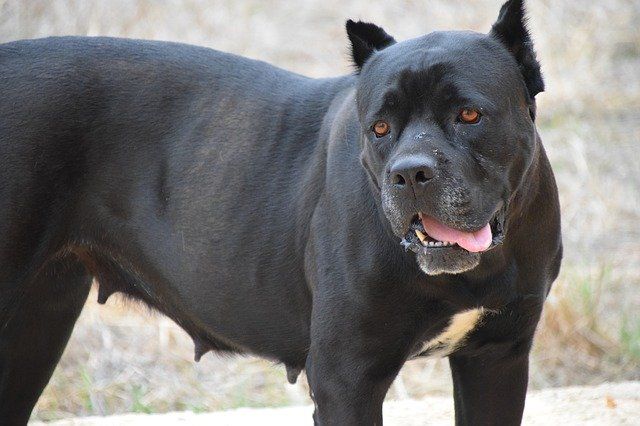 All You Should Know About Black Pitbulls World Inside Pictures