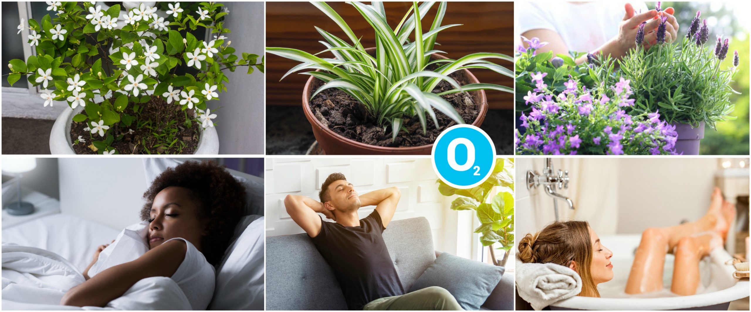 Fresh Plants That Are Good For Air Purifying And Keep Our Mental Health