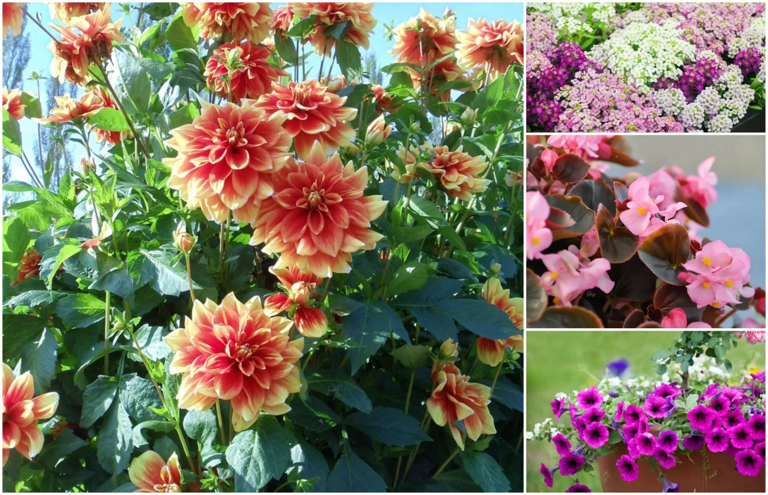 Plants That Flower All Year Uk at Helen Holiday blog