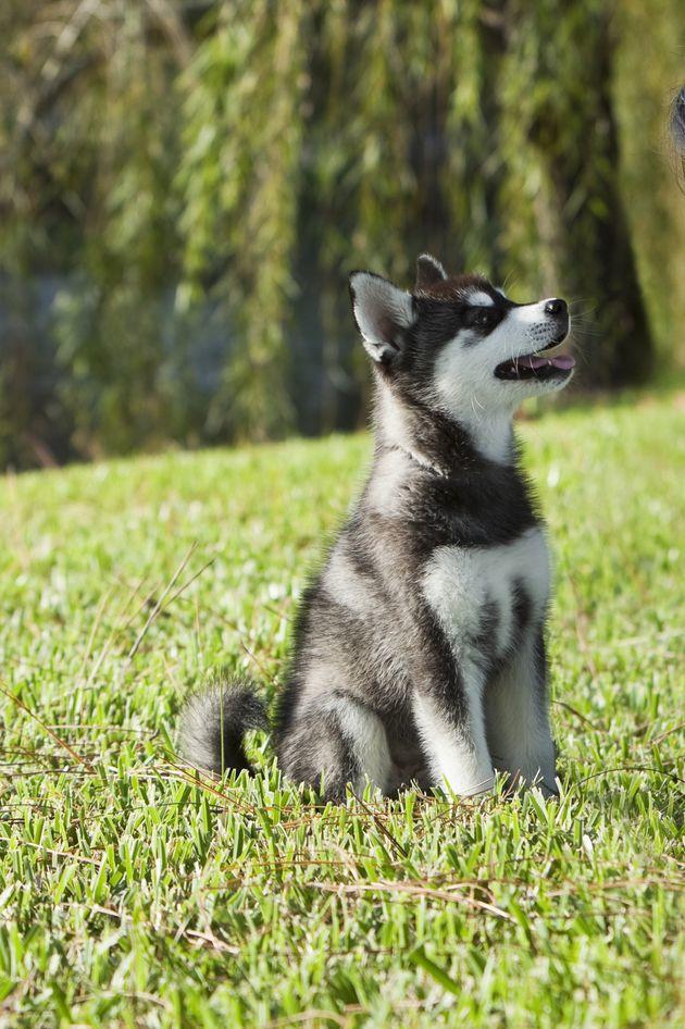 Small Dogs To Keep As Pet If Living In A Small Home ...