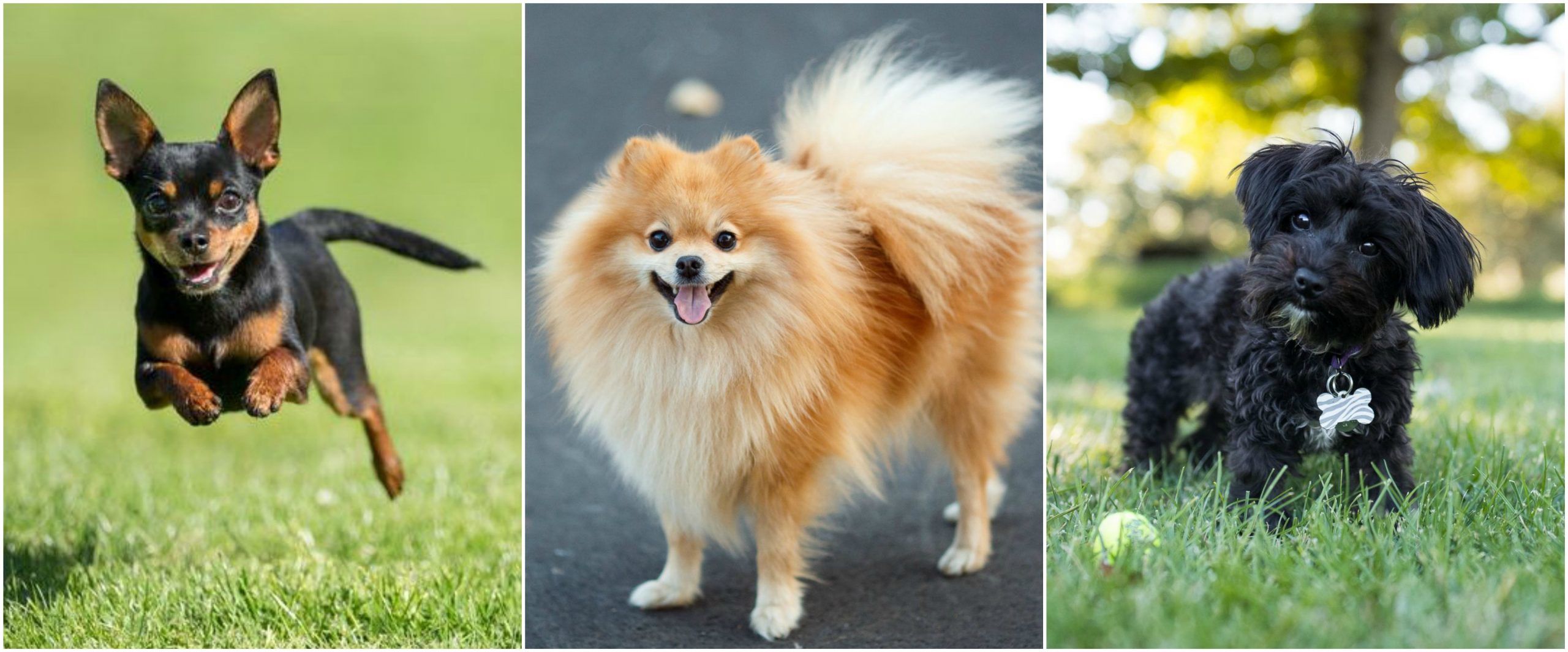 Small Dogs To Keep As Pet If Living In A Small Home World inside pictures