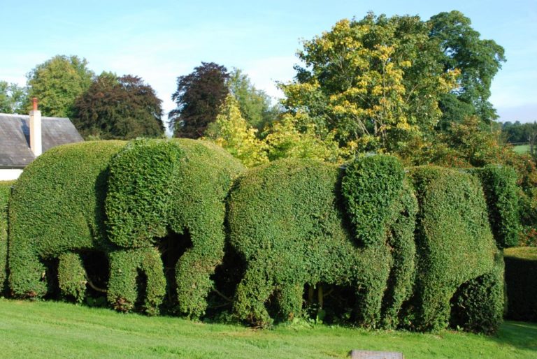 Unique Ways To Shape Hedges In Your Garden World inside pictures