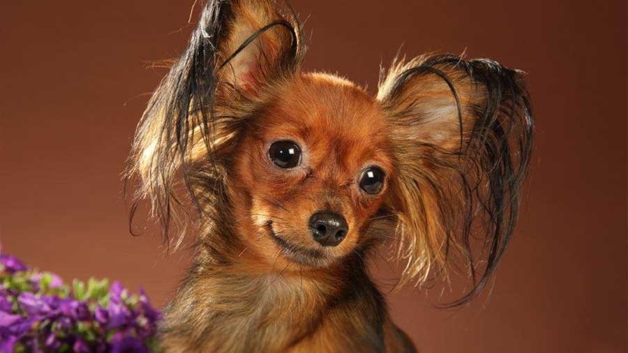 The Best Small Dog Breeds That Will Make You Fall In Love With At First Sight