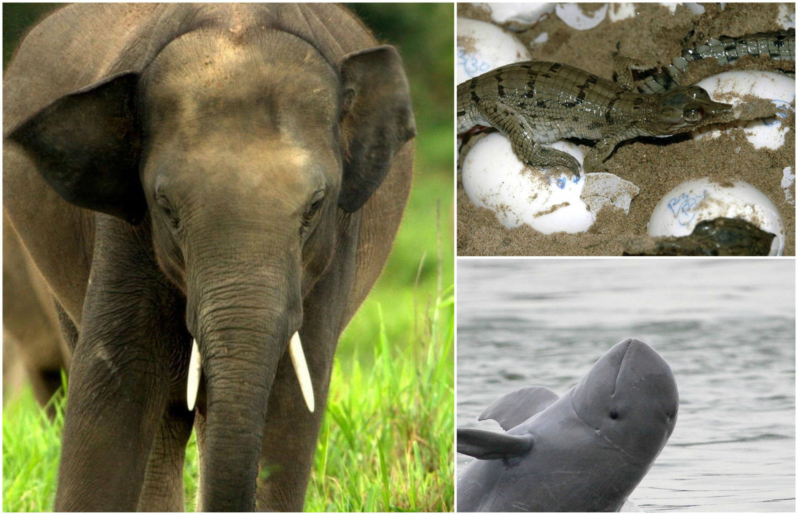 Top 10 Endangered Species Of Wild Animals In The Worl - vrogue.co