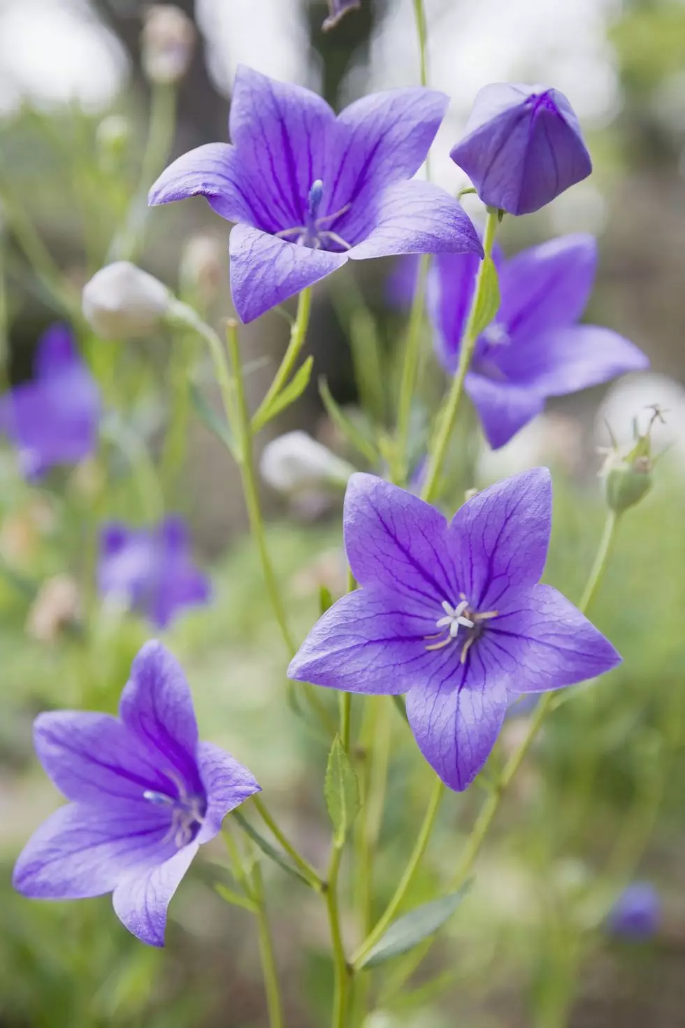 Purple Flowers For Blooming Garden During The Whole Spring