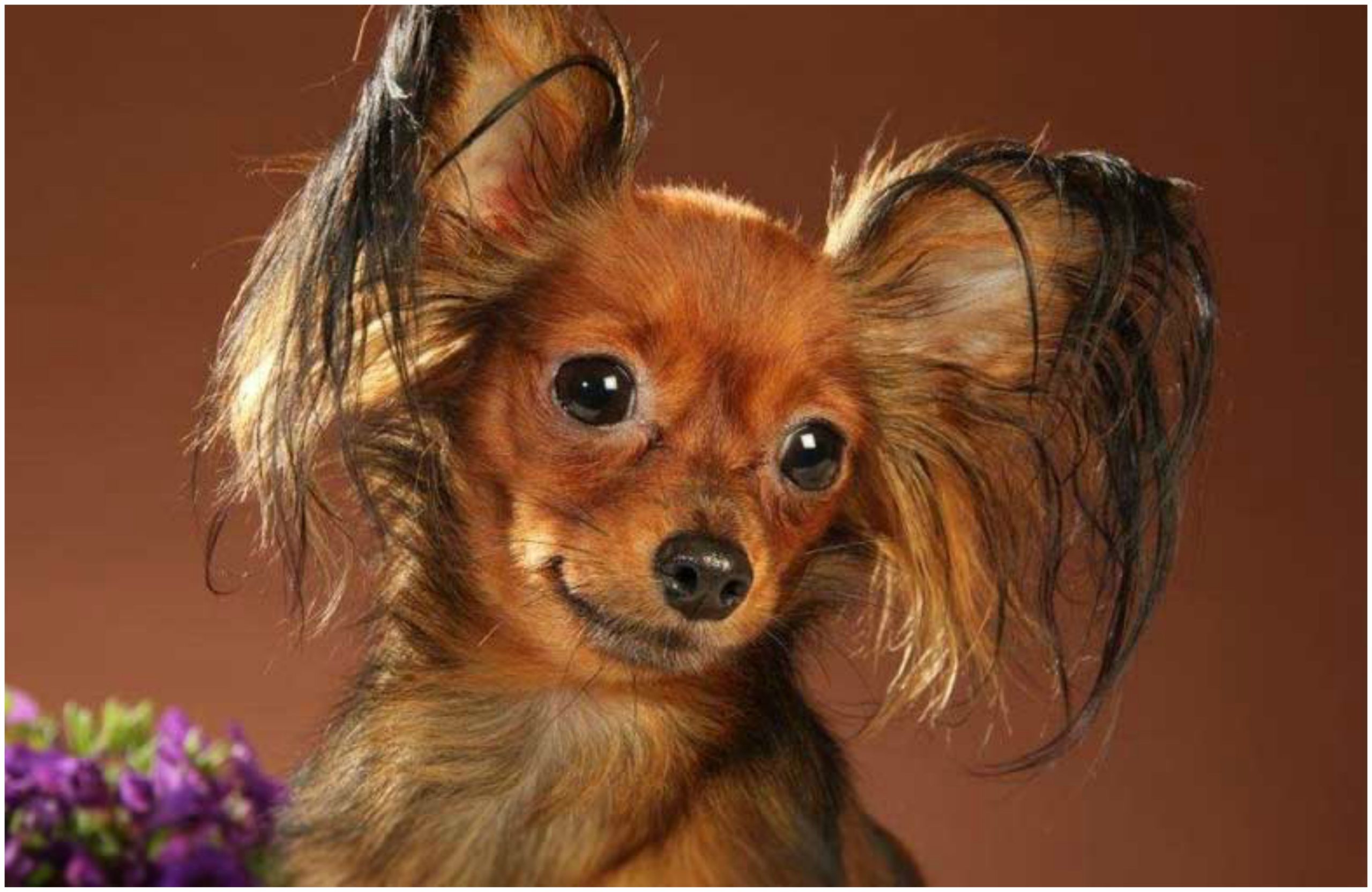 The Best Small Dog Breeds That Will Make You Fall In Love With At First
