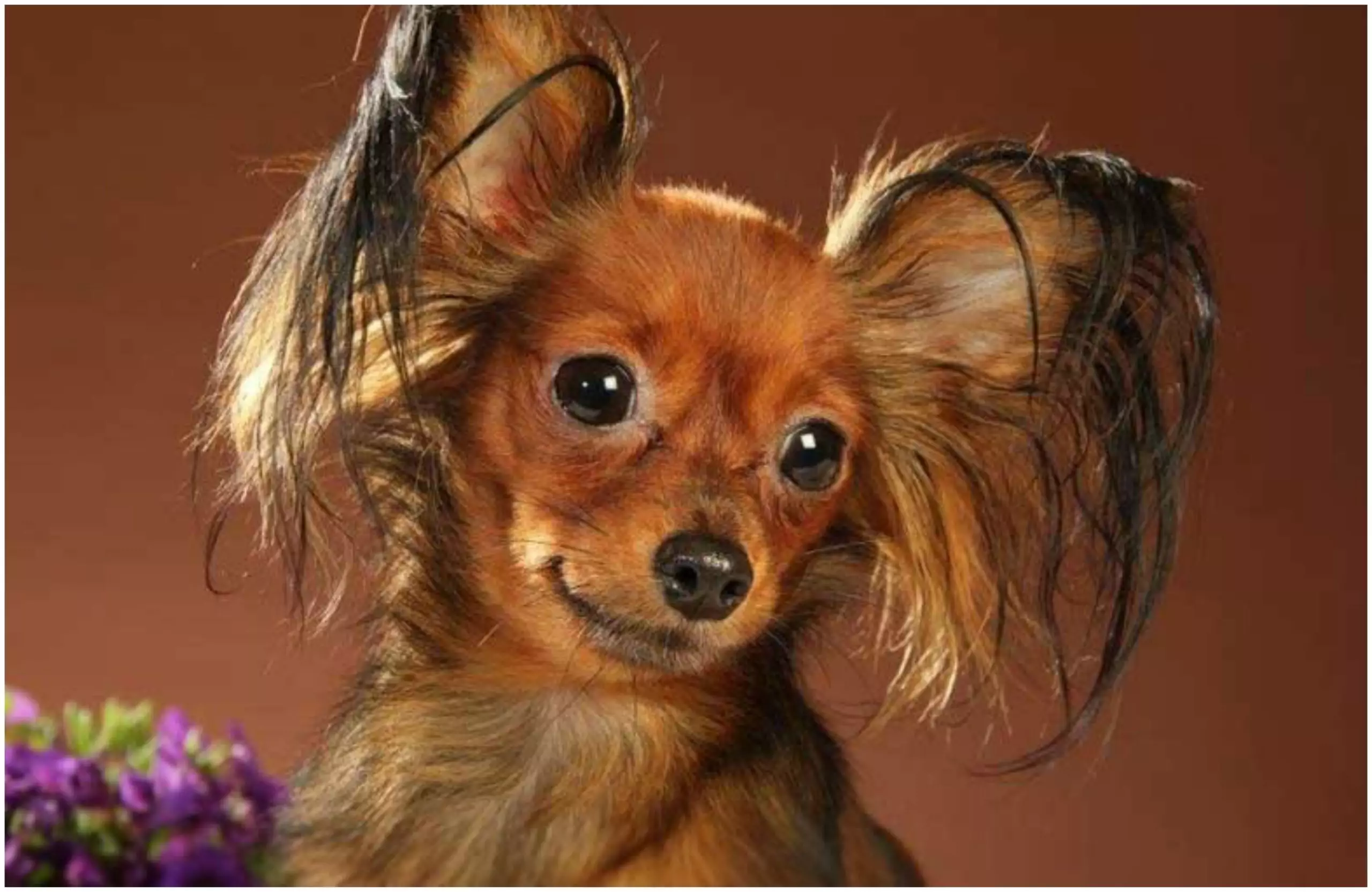 The Best Small Dog Breeds That Will Make You Fall In Love ...