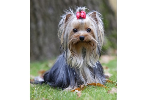 The Best Small Dog Breeds That Will Make You Fall In Love With At First Sight