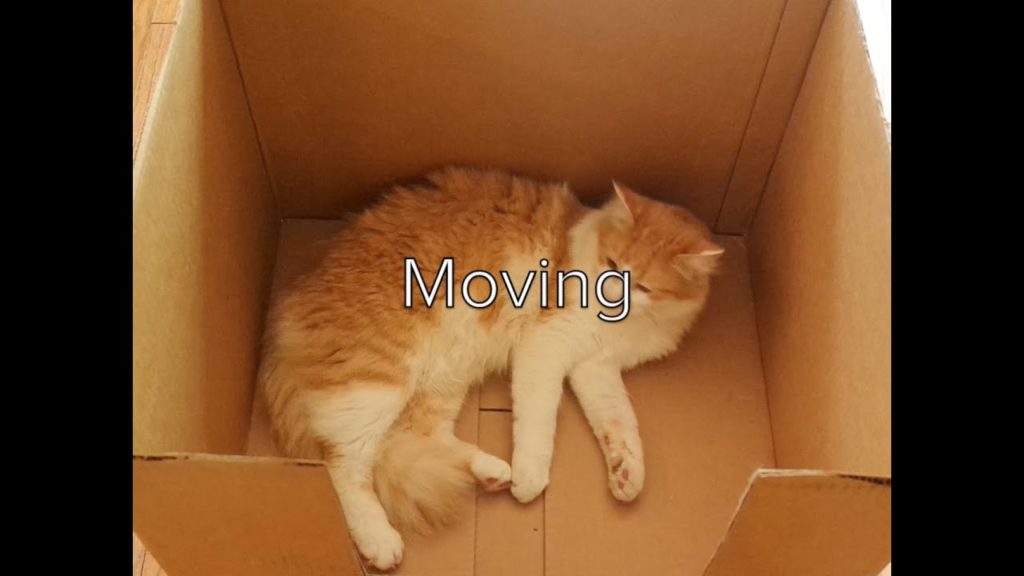 moving with pets