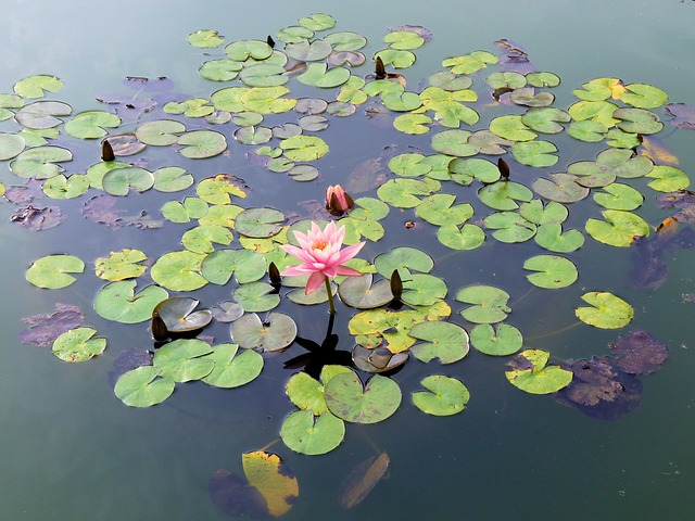 garden pond ideas