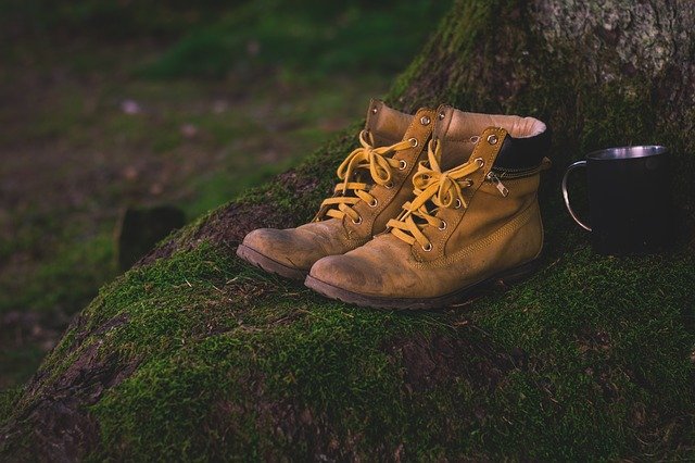 pair of shoes on the tree root