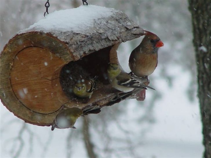 log bird house