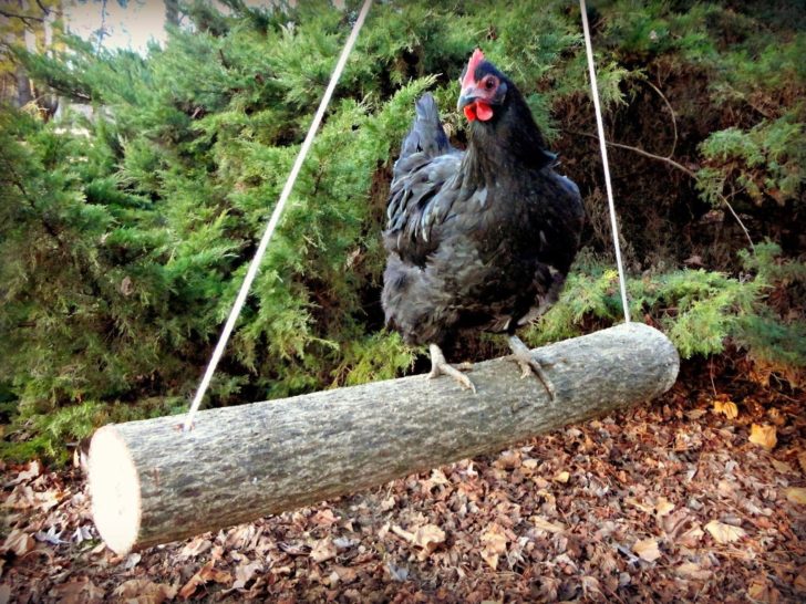 log chicken swing