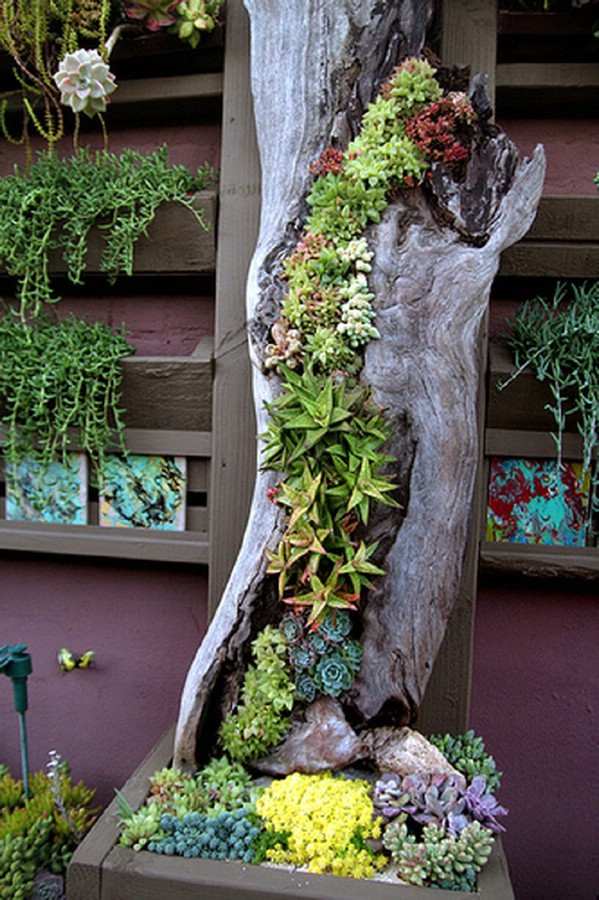 succulent landscaping 