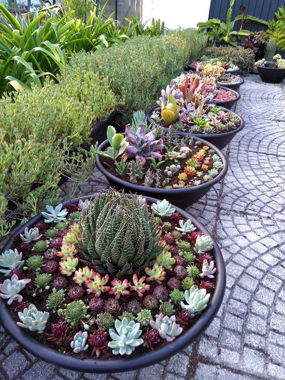 succulent dish gardens