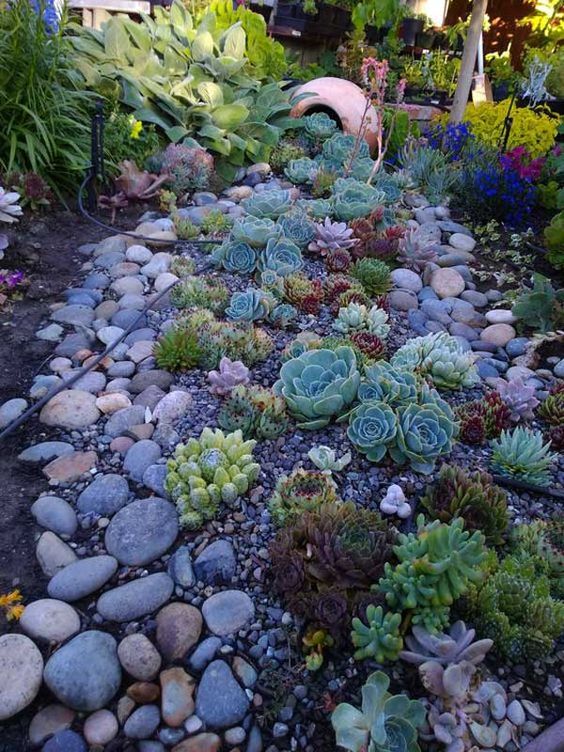 rock and succulent gardens