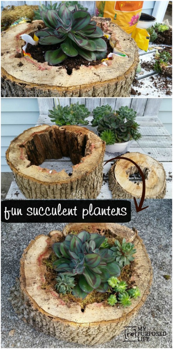 outdoor succulent gardens