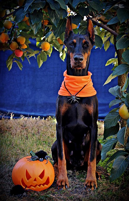 pumpkin seeds for dogs