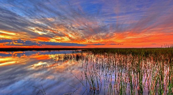 Everglades In Florida