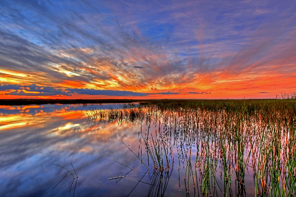 Everglades In Florida