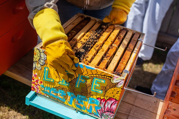 Beekeeping in Texas