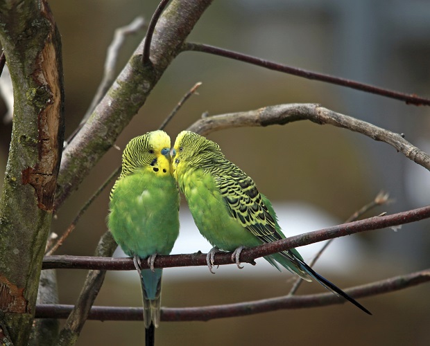 pet birds for kids