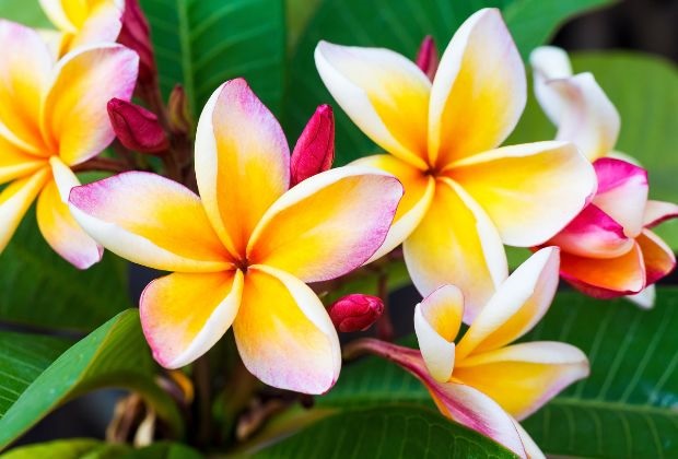 plumeria